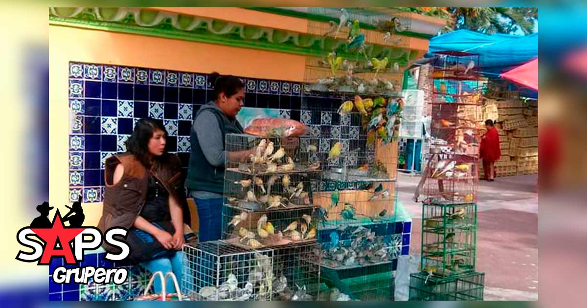 Feria de las Aves en Tlacotepec 2019 – Cartelera Oficial