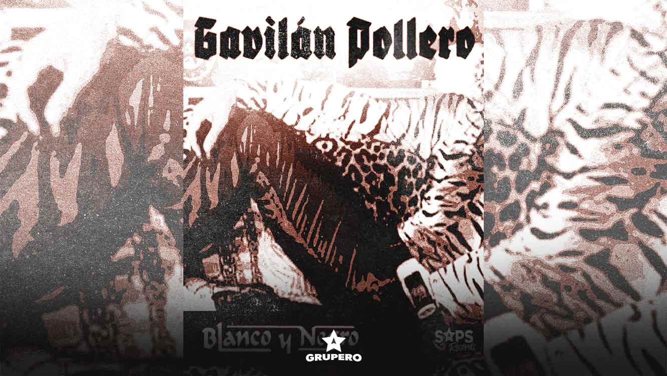 Letra “Gavilán Pollero” – Blanco Y Negro